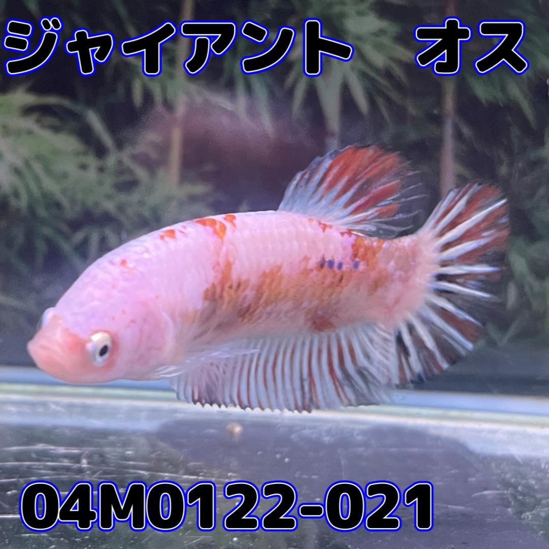 ジャイアントプラカット　オス　コイカラー　04M0122-021　生体　熱帯魚_画像3