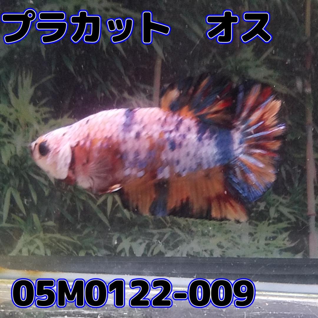 ベタ　プラカット　オス　コイカラー　05M0122-009　生体　熱帯魚_画像3