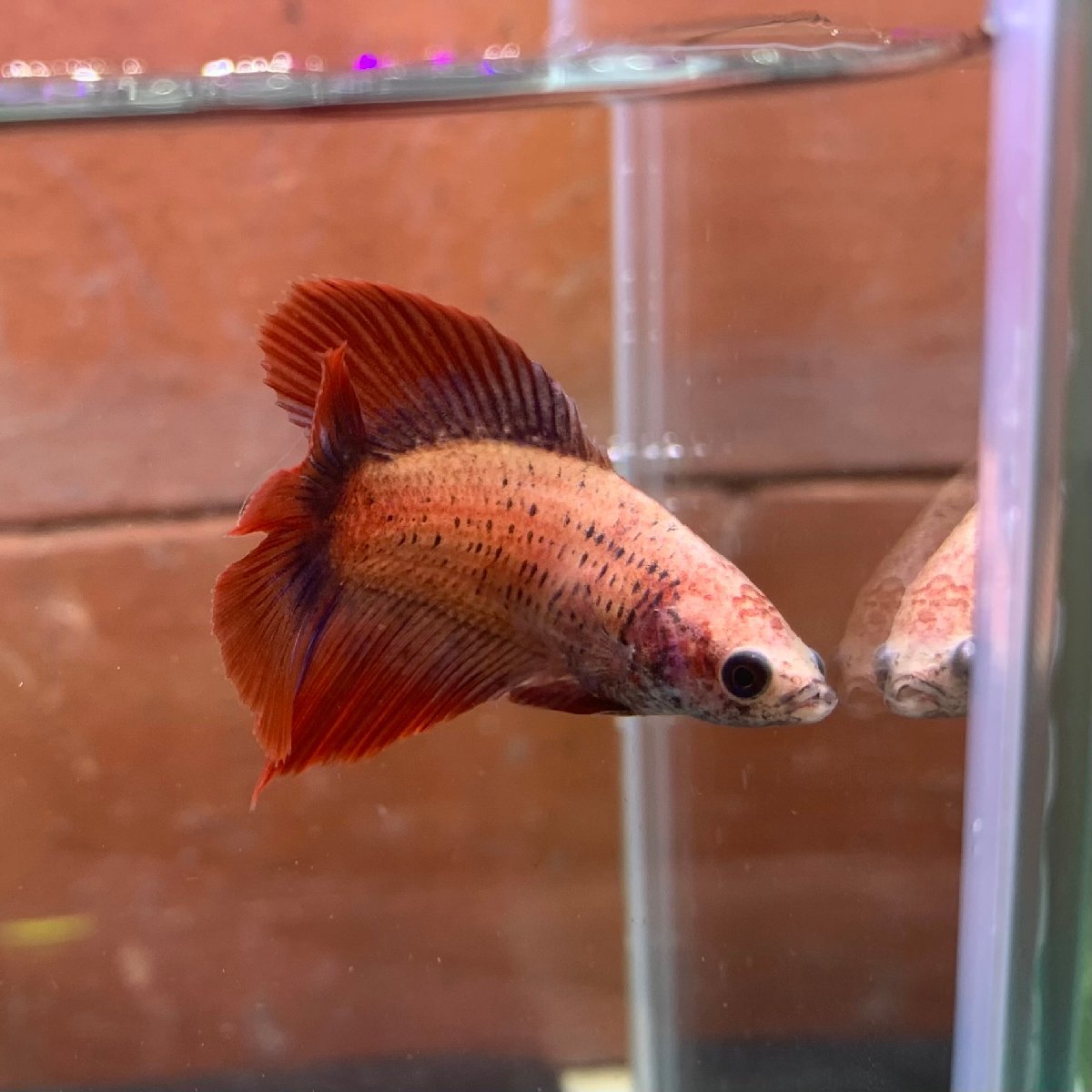 ベタ　ダブルテール　メス　タイフラッグ　06F0122-010　熱帯魚　生体_画像3