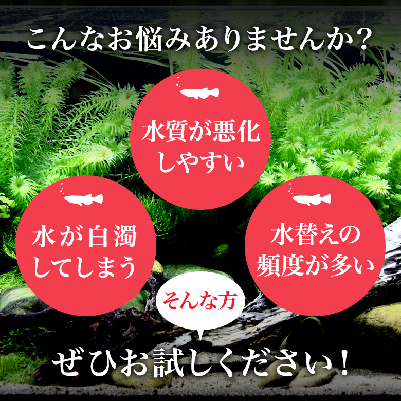 光合成細菌PSB10L培養セット バクテリア めだか らんちゅう 金魚 熱帯魚 グッピーに最適 ミジンコゾウリムシクロレラ培養_画像4