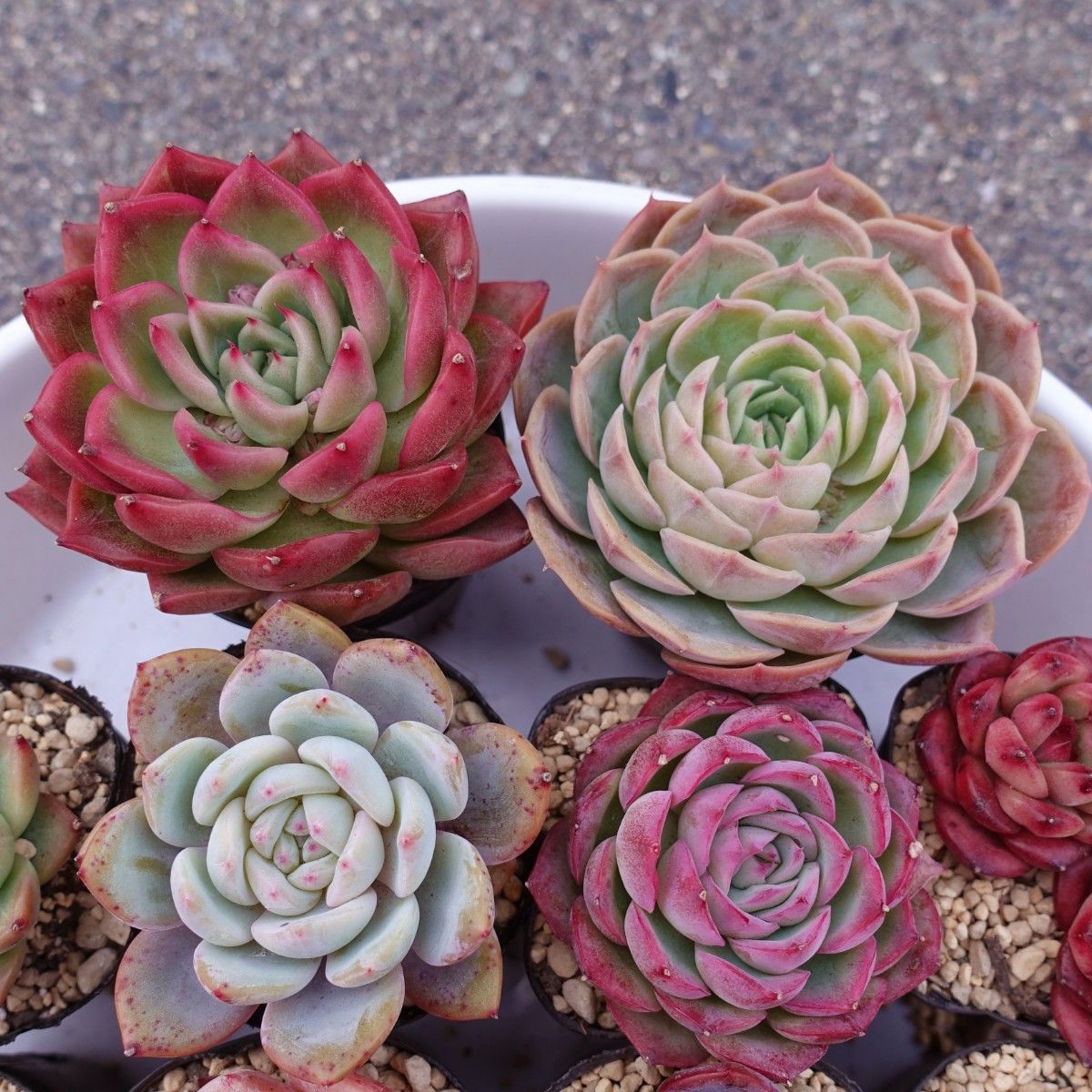 韓国苗 多肉植物 エケベリア 詰め合わせ 15苗セット【12SG-227 韓国苗 多肉植物 エケベリア 詰め合わせ 15苗セット【12SG-227
