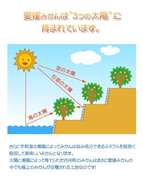 天空の甘平 かんぺい 家庭用 2.5kg 化粧箱入り 愛媛 西宇和 川上産 農地から直送 送料無料 北海道・沖縄・東北は別途送料 宇和海の幸問屋_画像7