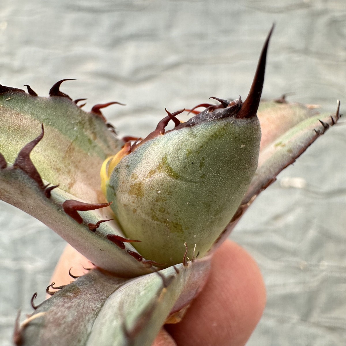 DF01多肉植物アガベ チタノタBB ブラックアンドブルー 中斑錦 極 DF01多肉植物アガベ チタノタBB ブラックアンドブルー 中斑錦 極