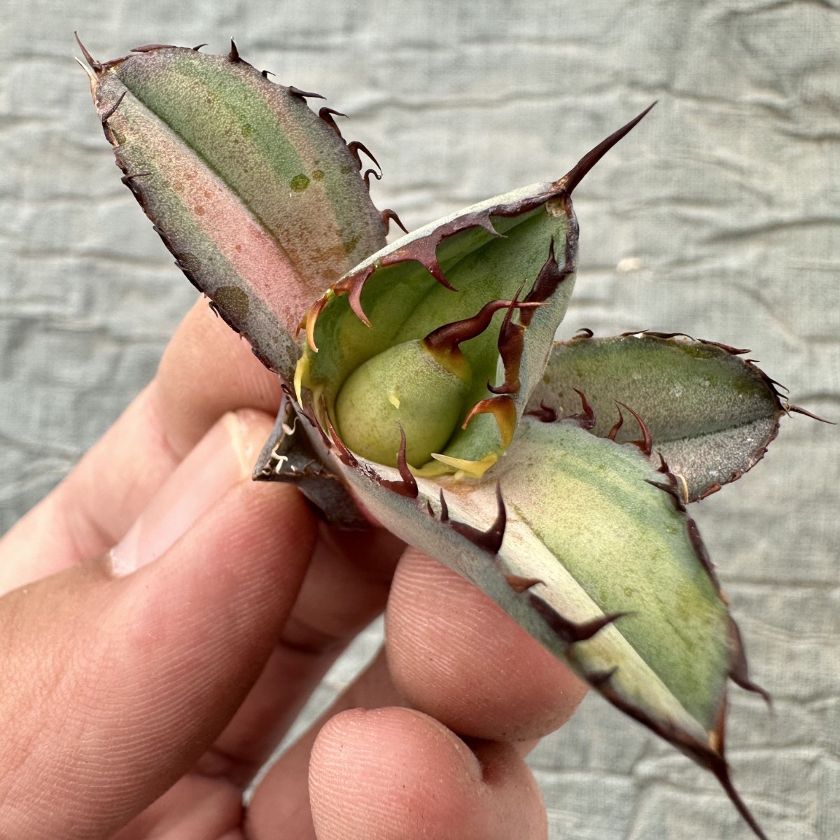 DF01多肉植物アガベ チタノタBB ブラックアンドブルー 中斑錦 極 DF01多肉植物アガベ チタノタBB ブラックアンドブルー 中斑錦 極