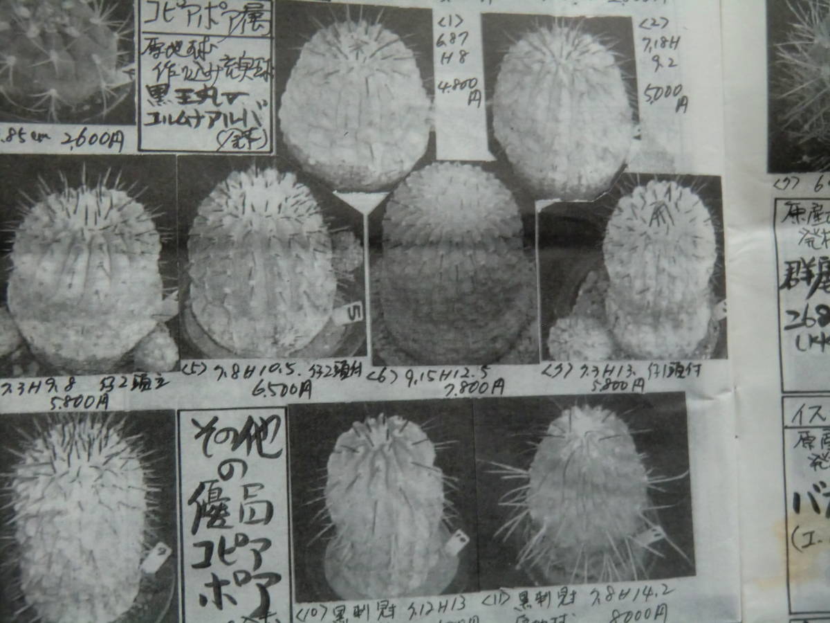 サボテン雑誌カタログ　山城愛仙園　６冊　_画像5