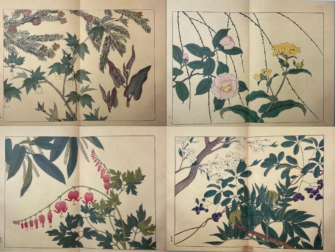 四季の花 全十巻揃 復刻版 酒井抱一 鈴木其一 中野其明 1980年 大日本絵画 定価20万5千円 画集 江戸絵画 和本 植物画 ボタニカルアートの画像6