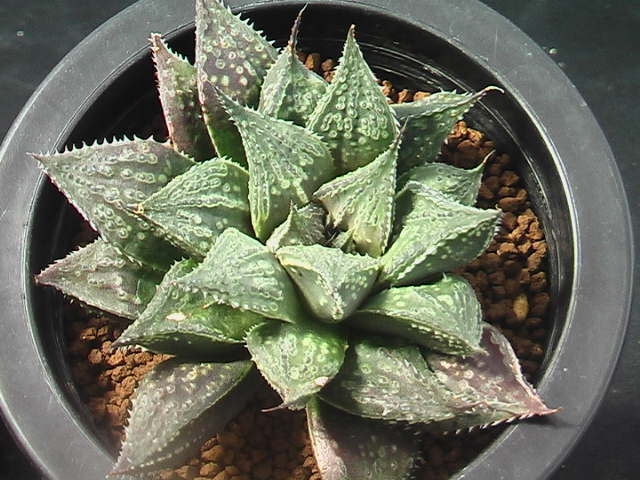 ★奈研★サボテン・多肉植物★83★ ハオルシア‘鬼武者’　Haworthia　dimorpha　hyb.‘onimusha’約W10.0 cm_画像2