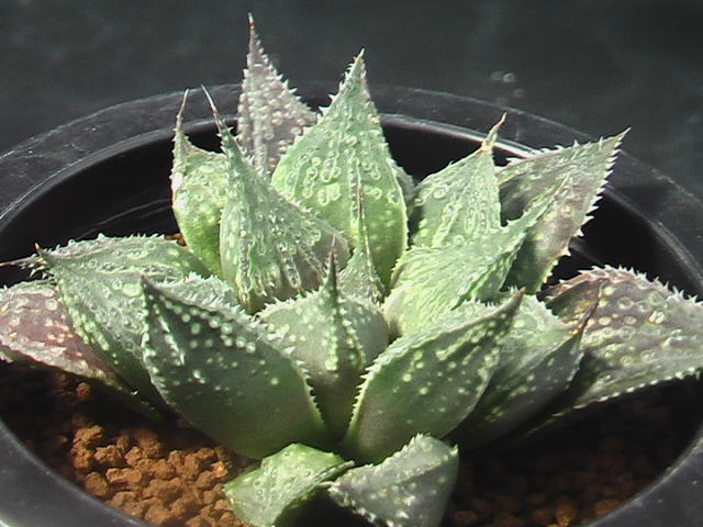 ★奈研★サボテン・多肉植物★83★ ハオルシア‘鬼武者’　Haworthia　dimorpha　hyb.‘onimusha’約W10.0 cm_画像4