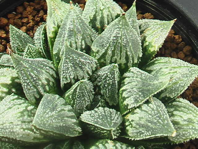 ★奈研★サボテン・多肉植物★122★ウイミー交配種　〈313〉Haworthia wimii　hyb.約W 8.3cm_画像2