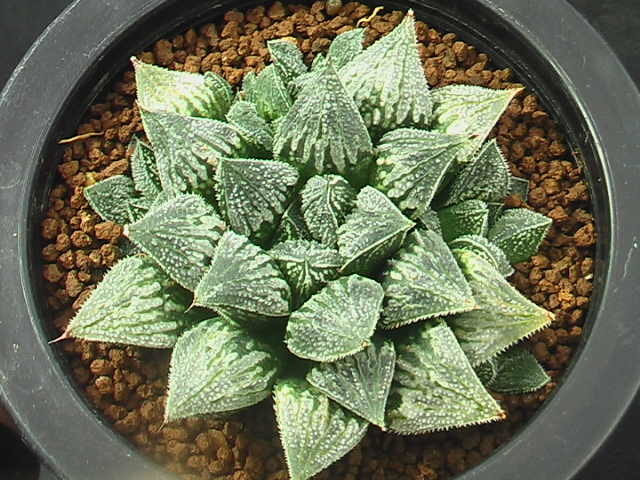 ★奈研★サボテン・多肉植物★122★ウイミー交配種　〈313〉Haworthia wimii　hyb.約W 8.3cm_画像3