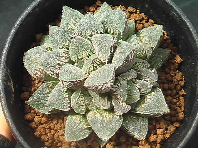 ★奈研★サボテン・多肉植物★182★ ハオルシア　‘クリスティ’　Haworthia　pygmaea　　hyb.‘Christie’約W6.8 cm_画像2