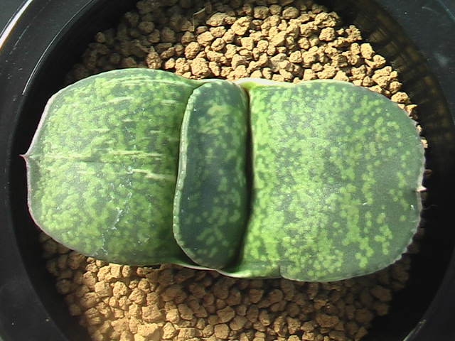 ★奈研★サボテン・多肉植物★391★ガステリア　　恐竜錦 Gasteria pillansii 　hyb.　varieg.　約W7.9cm_画像5