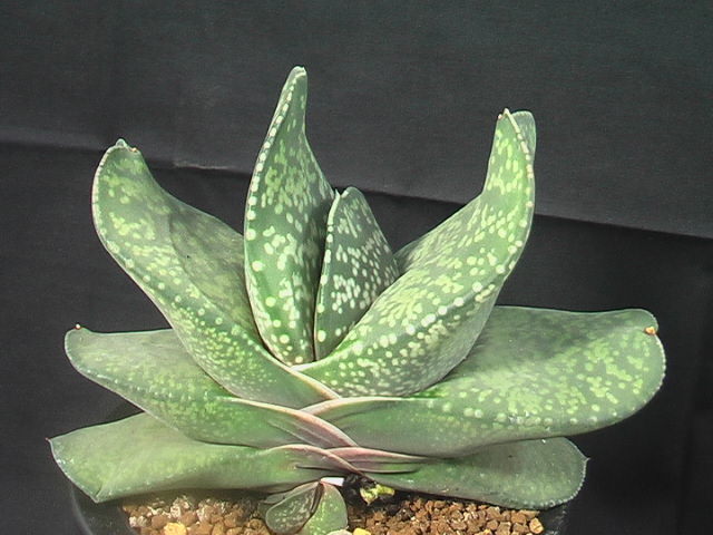 ★奈研★サボテン・多肉植物★424 ★ガステリア　恐竜　　Gasteria pillansii 　hyb.　　約W13.8 cm_画像2