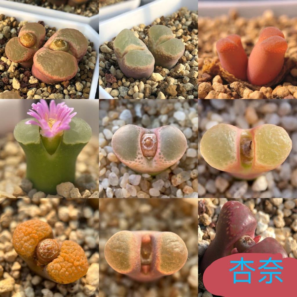 多肉植物 コノフィツム 風鈴玉種子 6房|Yahoo!フリマ(旧PayPayフリマ) 多肉植物 コノフィツム 風鈴玉種子 6房|Yahoo!フリマ(旧PayPayフリマ)