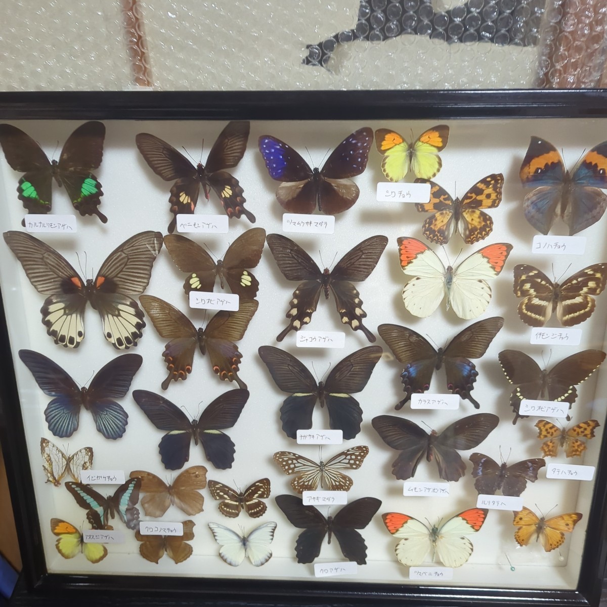 蝶標本 31頭の画像1