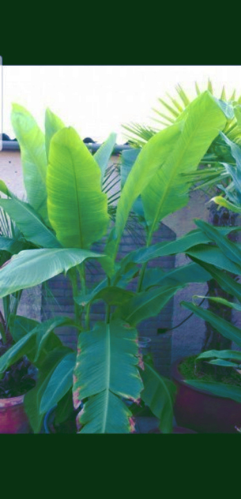 種子 カンナ 【 Canna tuerckheimii 】 バナナ ヤシ のような 巨大葉 で トロピカル ジャングル ガーデン 用_巨大 葉 の カンナ