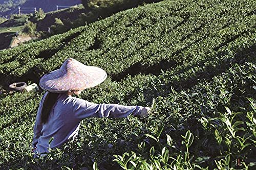 Tokyo Tea Trading 久順銘茶 普?(プーアル)茶 10p×3袋_画像5