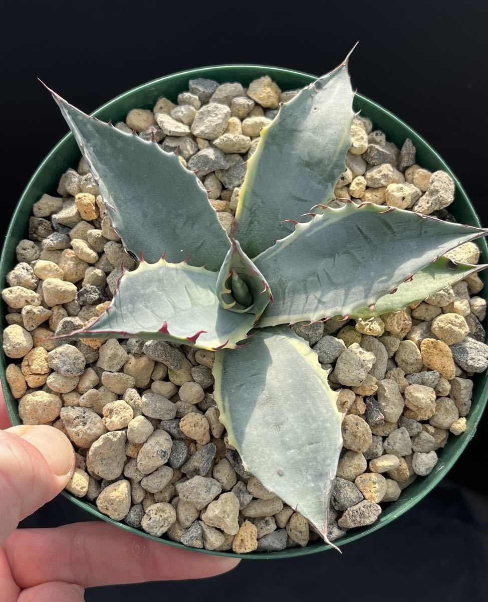 アガベ Agave x ovatisana 'Sea Star' from US_画像2