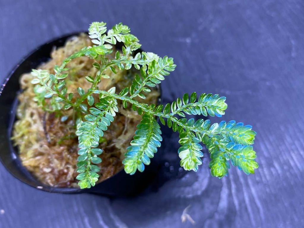 セラギネラ ウィルデノウィー 斑入り / Selaginella willdenowii 斑入り 青いシダ_画像2