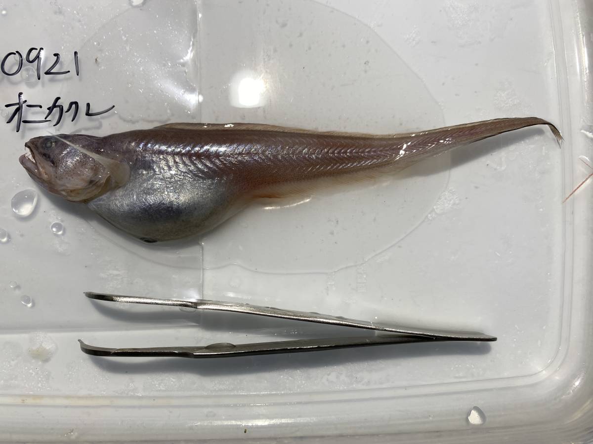 標本用 冷凍深海魚 オニキホウボウ、ワニグチツノザメ他_画像9