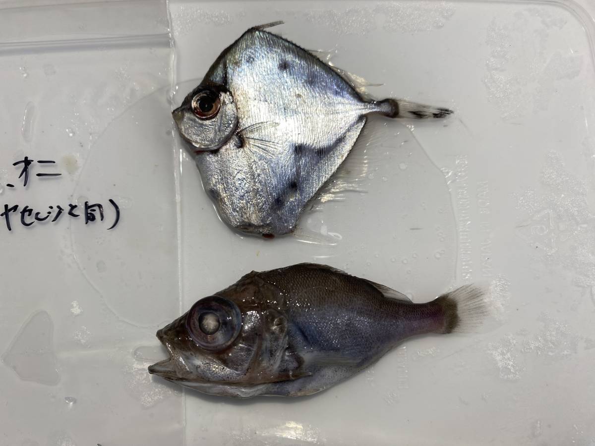 標本用 冷凍深海魚 オニキホウボウ、ワニグチツノザメ他_画像7
