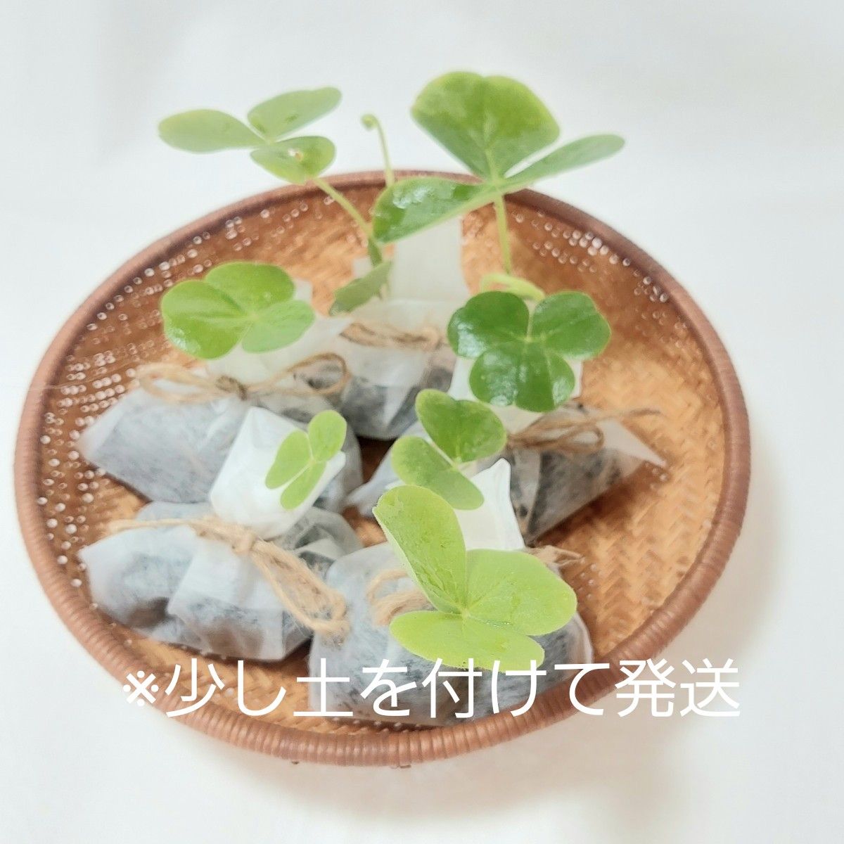オキザリス　苗　5～8株　