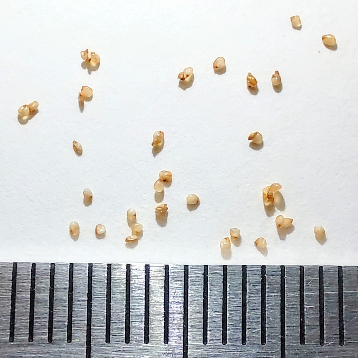【自家採種“種子”/30粒】Schwantesia marlothii (Pella, RSA)/シュワンテシア・マルロシー//多肉植物/メセン_お送りする種子のイメージ
