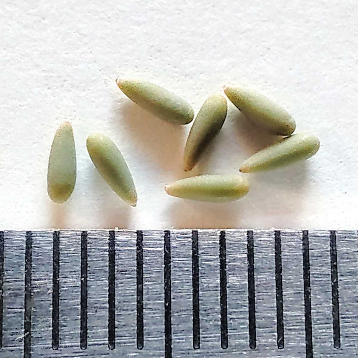 【自家採種“種子”/7粒】Pelargonium hirtum (Darling, RSA)/ペラルゴニウム・ヒルツム//多肉植物_お送りする種子のイメージ