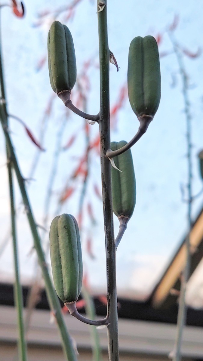 【自家採種“種子”/10粒】Gasteria nitida (Hankey, RSA)/ガステリア・ニチダ//多肉植物/臥牛_果実