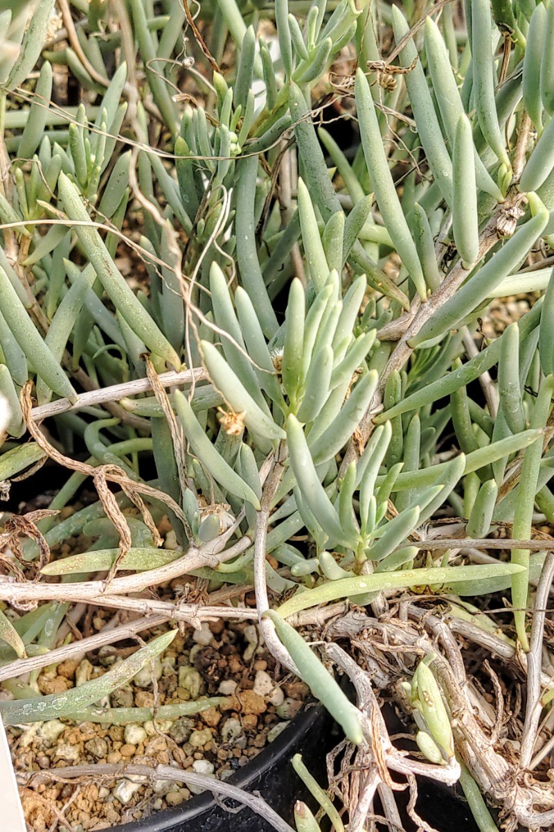 【自家採種“種子”/5粒】Crassothonna alba (Barrydale, Western Cape)/オトンナ・アルバ//多肉植物/白花/珍品_グレーグリーンの葉