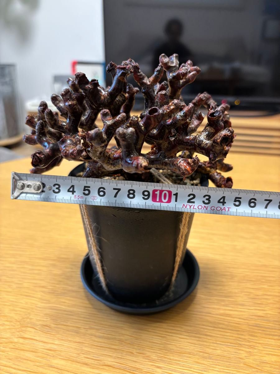 ペラルゴニウム ミラビレ 発根管理株 ペラルゴニウム ミラビレ 発根管理株
