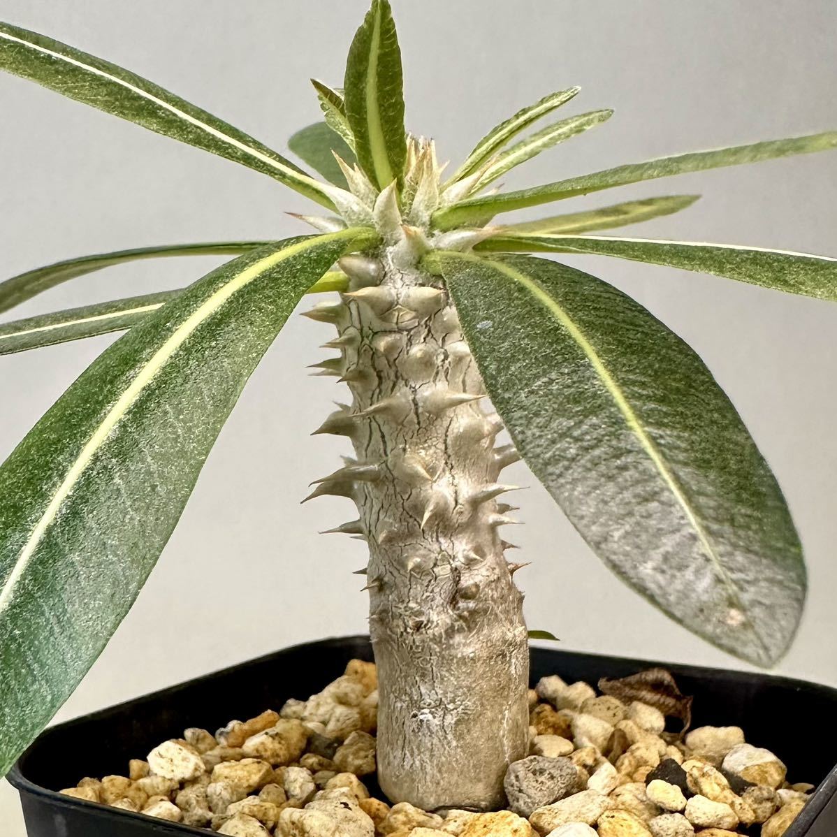 実生 タッキー パキポディウム Pachypodium ‘Tackyi’ コーデックス 塊根植物 親株縮葉 多肉植物 グラキリス_画像2