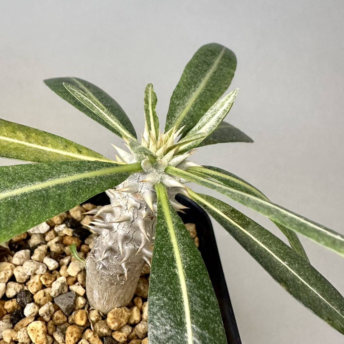 実生 タッキー パキポディウム Pachypodium ‘Tackyi’ コーデックス 塊根植物 親株縮葉 多肉植物 グラキリス_画像5