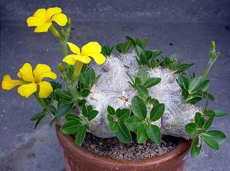 【種子】パキポディウム・ブレビカウレ(恵比寿笑い)　Pachypodium brevicaule 種子5粒【送料無料】_成長株のイメージです