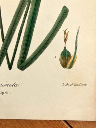 大き目　1840年代　アンティークボタニカルアート　ニューヨーク植物誌　フリジンスゲ　カヤツリグサ科　_画像7