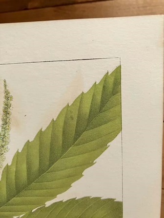 大き目　1840年代　アンティークボタニカルアート　ニューヨーク植物誌　アメリカ栗　チェスナット　クリ　葉っぱ　樹木_画像6