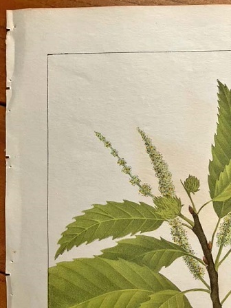 大き目　1840年代　アンティークボタニカルアート　ニューヨーク植物誌　アメリカ栗　チェスナット　クリ　葉っぱ　樹木_画像7