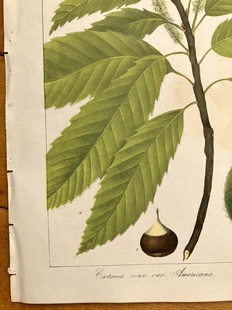 大き目　1840年代　アンティークボタニカルアート　ニューヨーク植物誌　アメリカ栗　チェスナット　クリ　葉っぱ　樹木_画像8