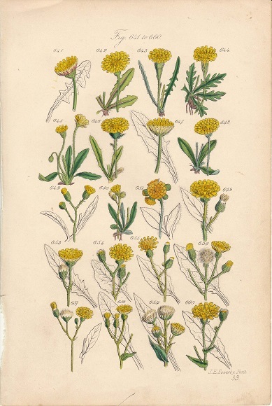 1890年代　アンティークボタニカルアート　イギリス　サワビー　ミズベタンポポ他　20種類の野の花　ワイルドフラワー　手彩色_画像1