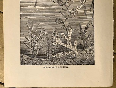 1880年代　アンティークプリント　海中無脊椎動物　ワーム　海洋生物_画像4