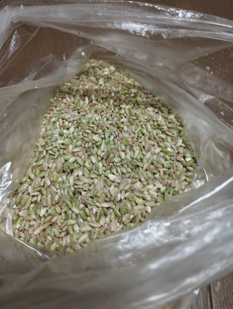 鳥の餌　令和5年産はえぬきのくず米（極小粒、未熟青米）1.8Kg送料無料です_画像1