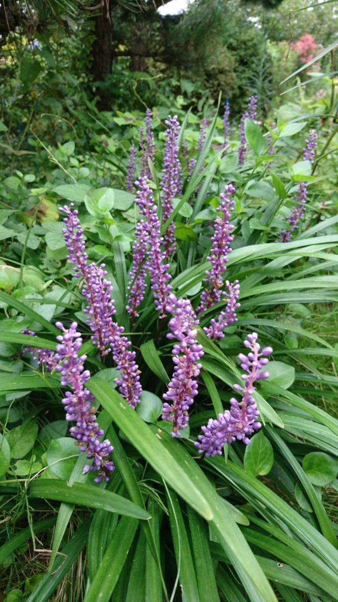 やぶらん　リリオペ　グランドカバー　紫色の花　花壇の脇役_画像1