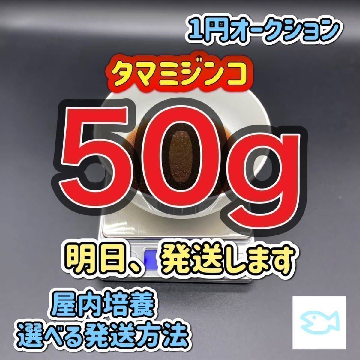 タマミジンコ 50g めだか ベタ 金魚 などの餌に 1円オークション 1/12発送 朝7時までにご入金お願いします。_画像1