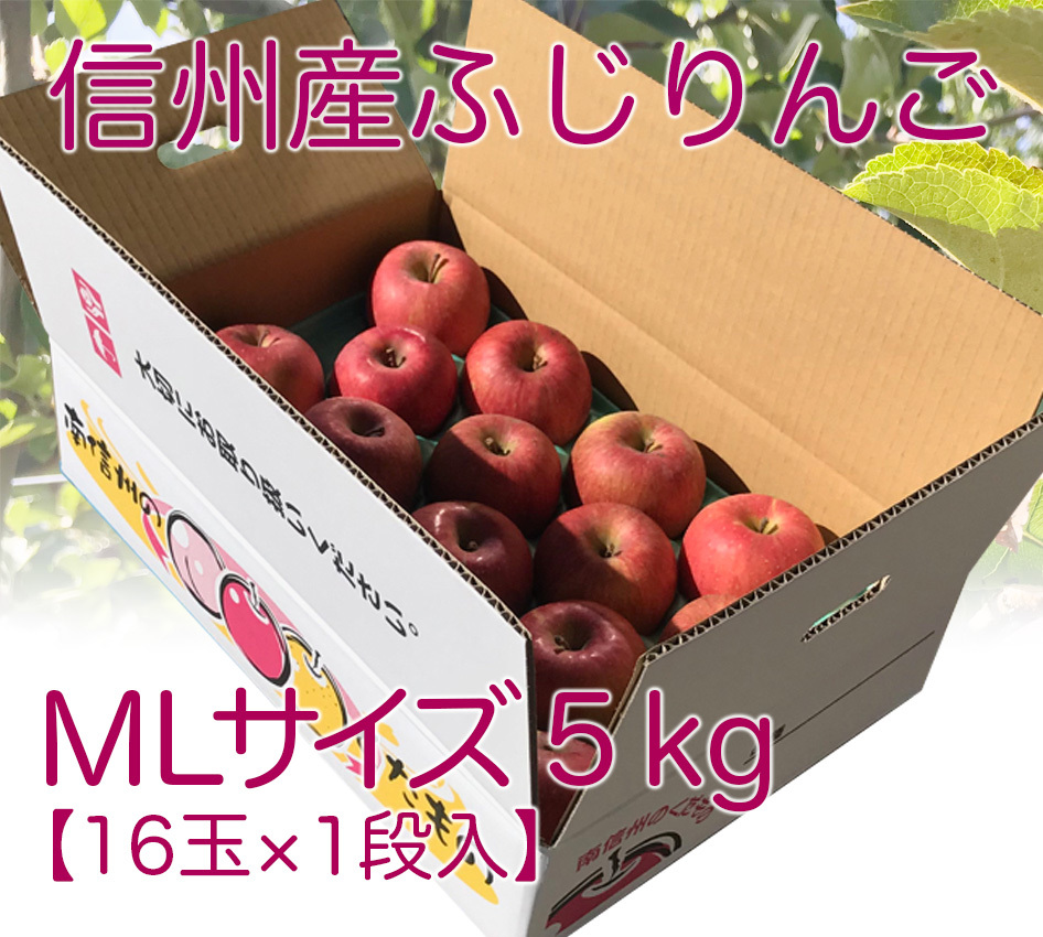 【贈答にも★MLサイズ5キロ16玉入】信州産 サンふじ完熟りんご（5キロ16玉入）★農家直送★一律送料900円（北海道1400円・沖縄1700円）_画像1