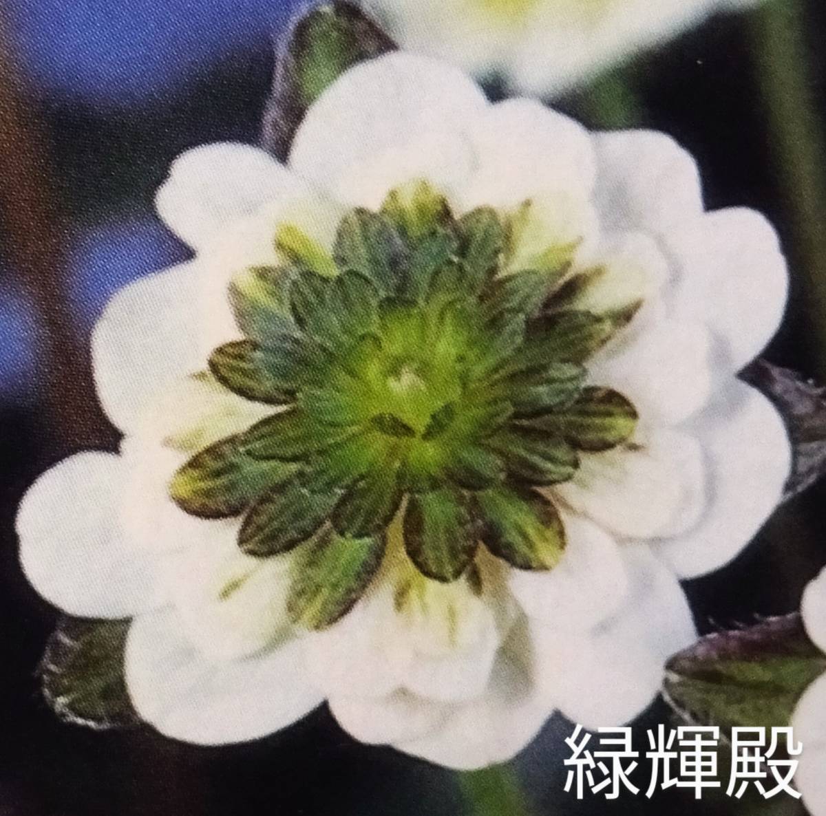 雪割草 　緑輝殿　(白/緑　千重咲名花)　1芽 画1花参考　出品画2～　3号深角ポリポット植(送料一律60サイズ複数可まとめての方のみ)_画像1