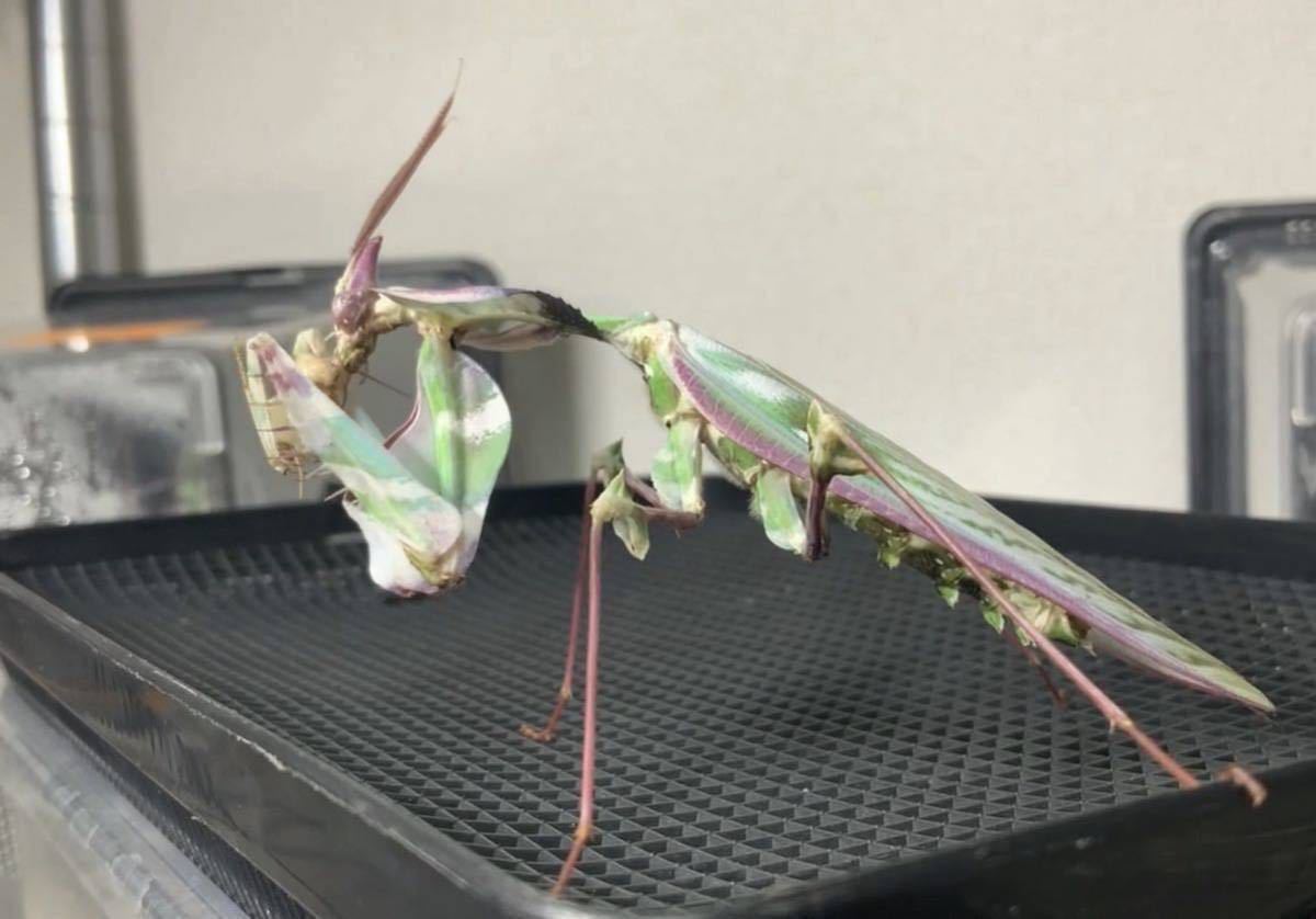 Idolomantis diabolica タンザニア産　　2令幼虫6匹セット　ニセハナマオウ　カマキリ　※サービスあり　※保証あり　カマキリ株式会社_画像5