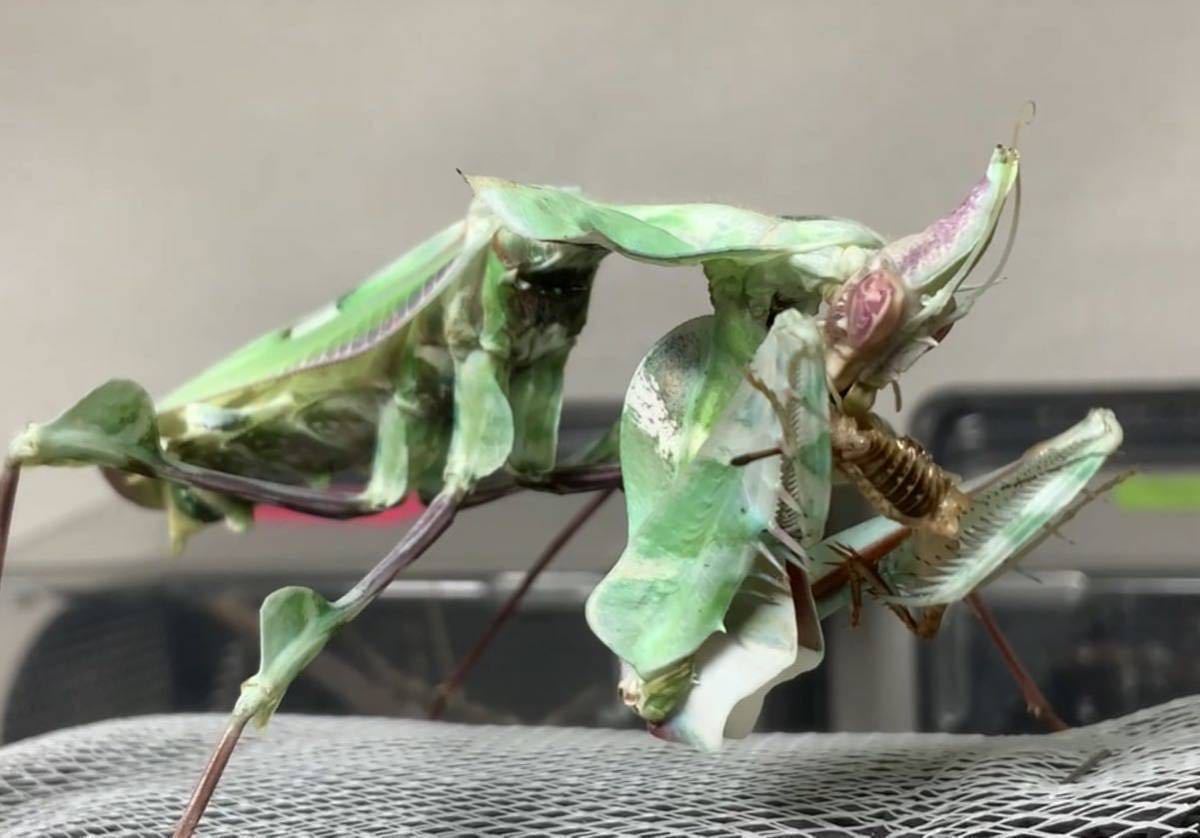 Idolomantis diabolica タンザニア産　　2令幼虫6匹セット　ニセハナマオウ　カマキリ　※サービスあり　※保証あり　カマキリ株式会社_画像6