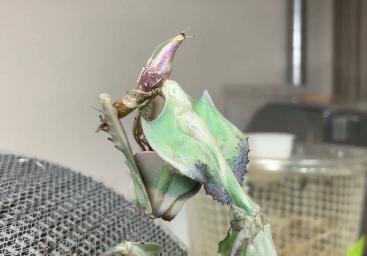 Idolomantis diabolica タンザニア産　　2令幼虫6匹セット　ニセハナマオウ　カマキリ　※サービスあり　※保証あり　カマキリ株式会社_画像8