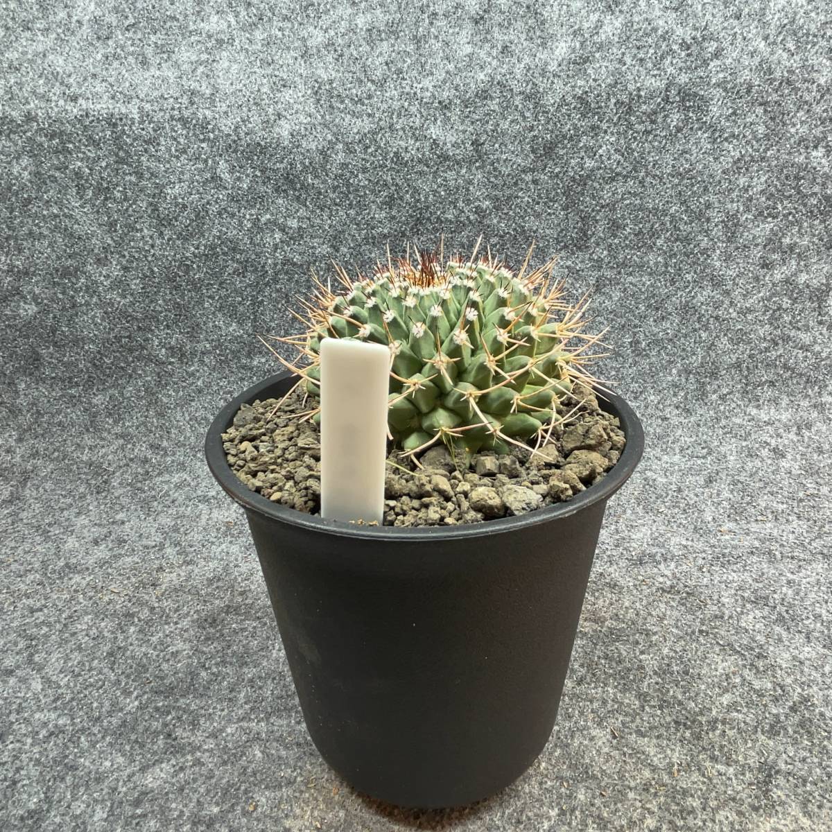 【鉢ごと発送】金洋丸 / Mammillaria marksiana / 5号鉢 / サボテン【現品】【送料込み】M24-1-10-04_画像8