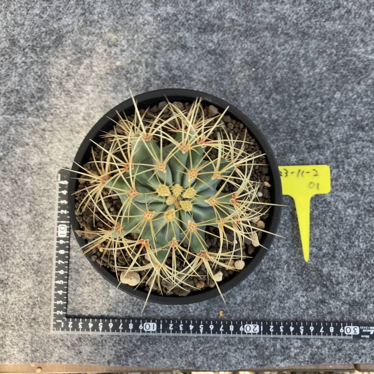 【鉢ごと発送】サボテン 王冠竜(おうかんりゅう) Ferocactus glaucescens//5号鉢/サボテン・多肉植物【現品】 23-11-2-01_画像8